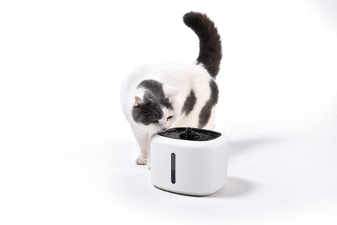 Pet Drinking Fountain w/ Filtered & Flowing Water for Dogs or Cats